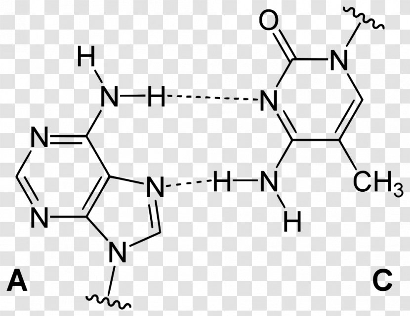 Wobble Base Pair Uracil Thymine DNA - Gene - Diagram Transparent PNG