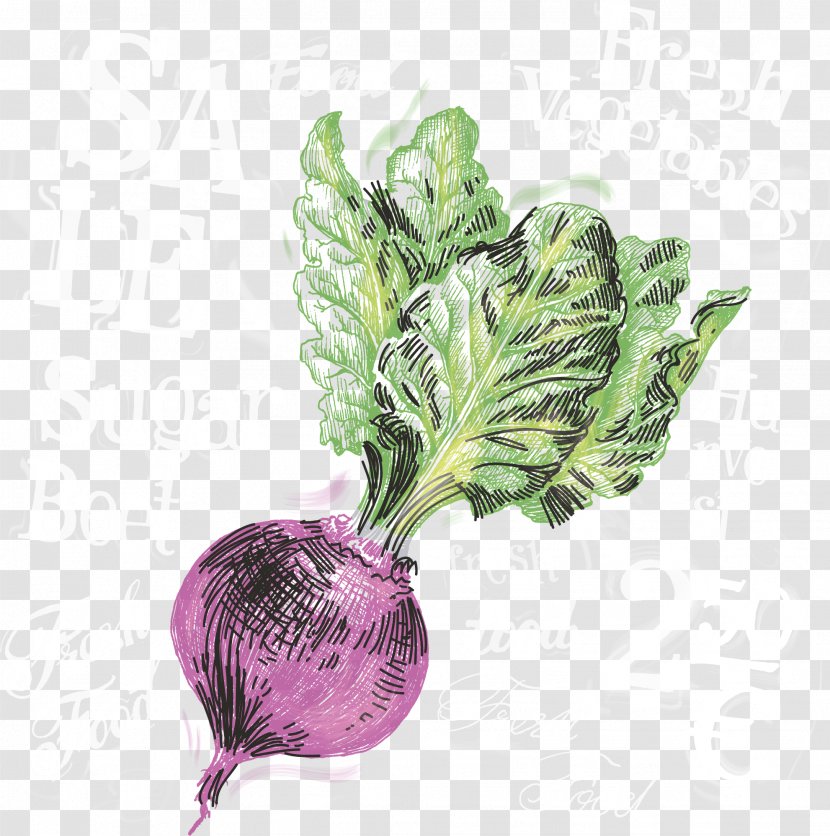 Beer Onion Turnip Vegetable - Restaurant - Purple Vector Transparent PNG
