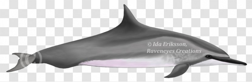 Tucuxi Common Bottlenose Dolphin White-beaked Porpoise Irrawaddy - Risso's Transparent PNG