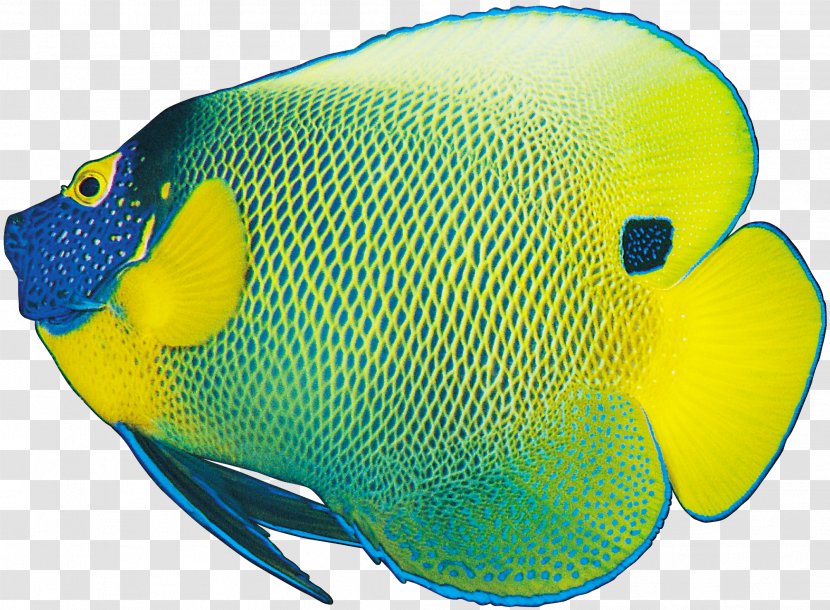 Coloring Fish Sad Ornamental - Yellow Transparent PNG