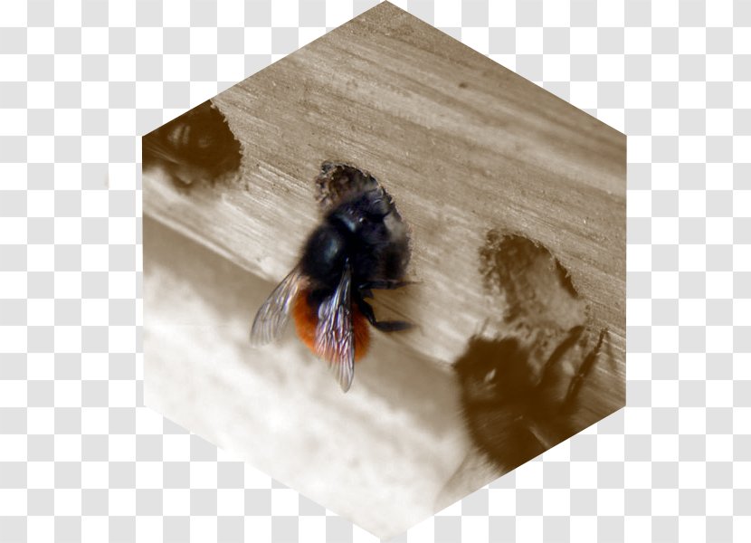Bee Insect Hotel Osmia Cornuta Pollinator - Bumblebee Transparent PNG