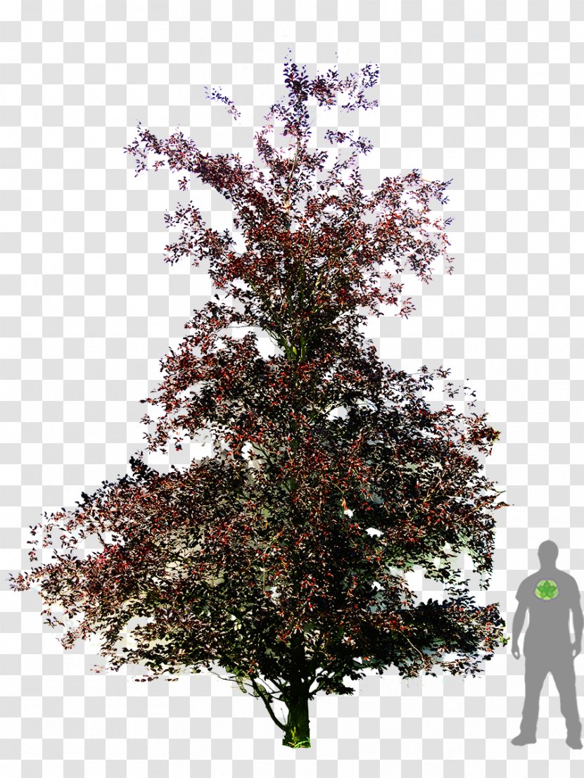 Copper Beech Weeping American Dawyck Botanic Garden Tree - Oak Transparent PNG
