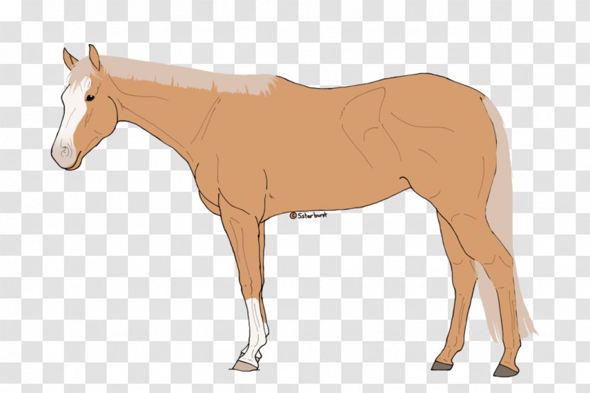 Mule Foal Stallion Colt Mare - Pony - Canter And Gallop Transparent PNG