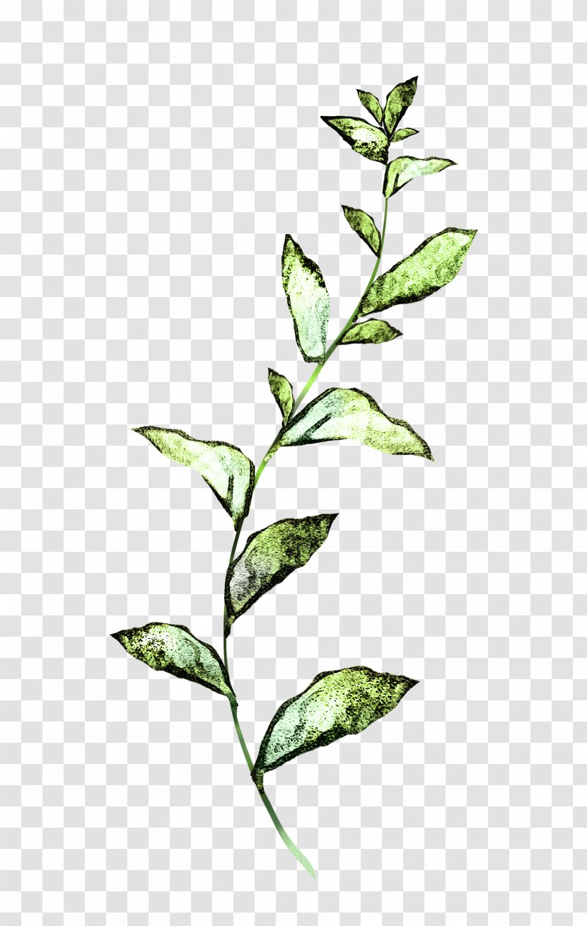 Plant Flower Leaf Stem Tree - Twig Transparent PNG