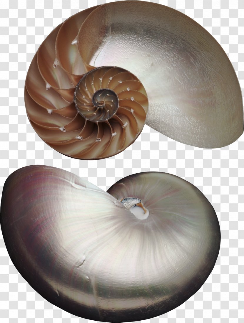 Nautilus Seashell Marine Invertebrates Animal Pearl - Die Mubarakreligion Transparent PNG