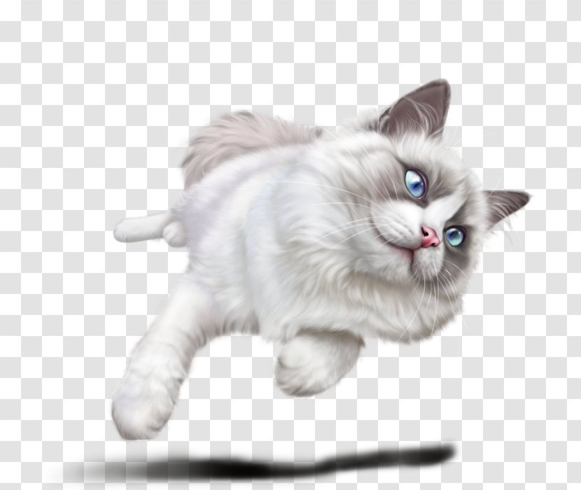 Kitten Ragamuffin Cat Ragdoll Whiskers Domestic Short-haired - Drawing Transparent PNG