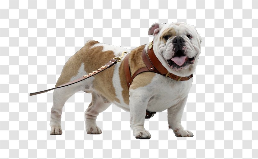 Old English Bulldog Toy Olde Bulldogge French - Puppy Transparent PNG