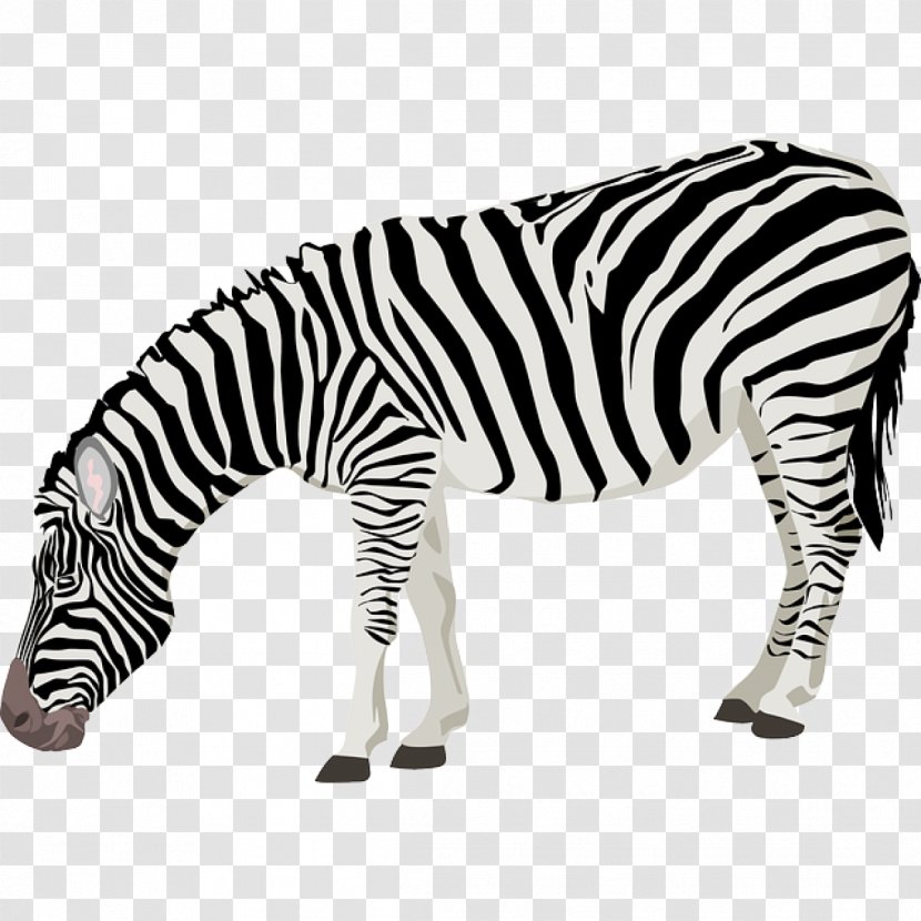 Zebra Clip Art - Display Resolution - Stripe Transparent PNG