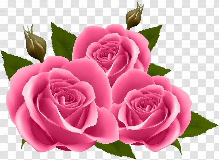 Rose Purple Flower Clip Art - Floral Design - Pink Roses Image Transparent PNG