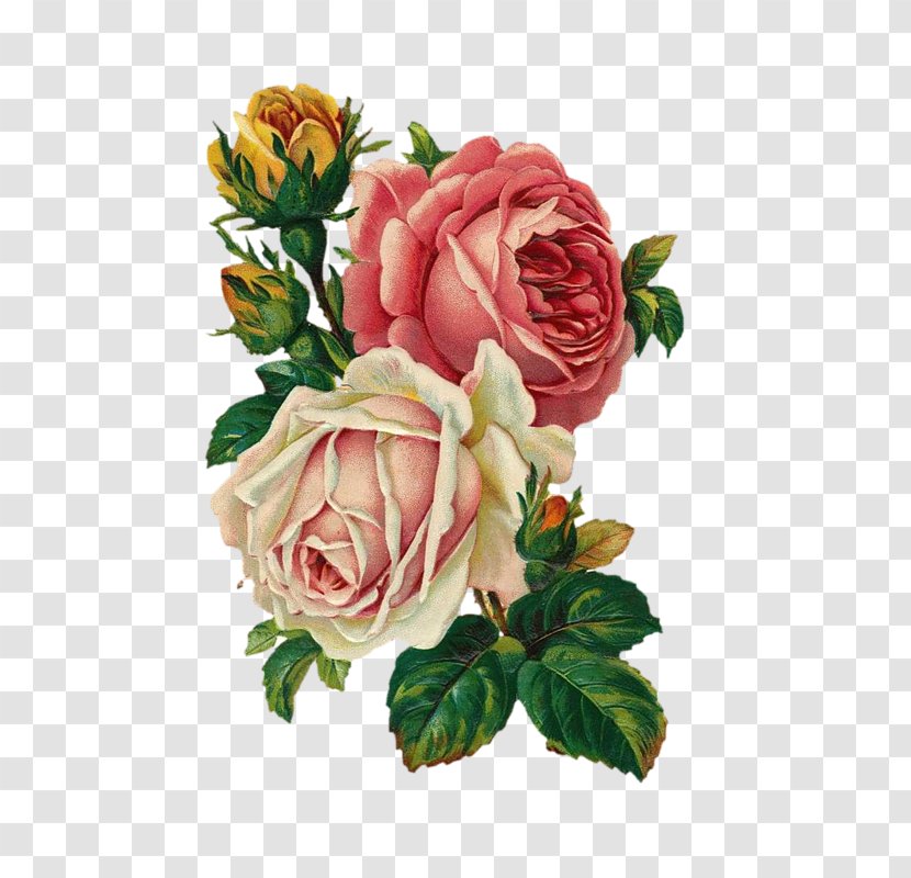 Vintage Roses: Beautiful Varieties For Home And Garden Flower Bouquet Antique - Drawing - Rose Transparent PNG