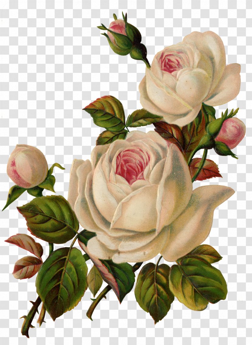 Flower Garden Roses Vintage Clothing Clip Art - Cut Flowers - White Rose Transparent PNG