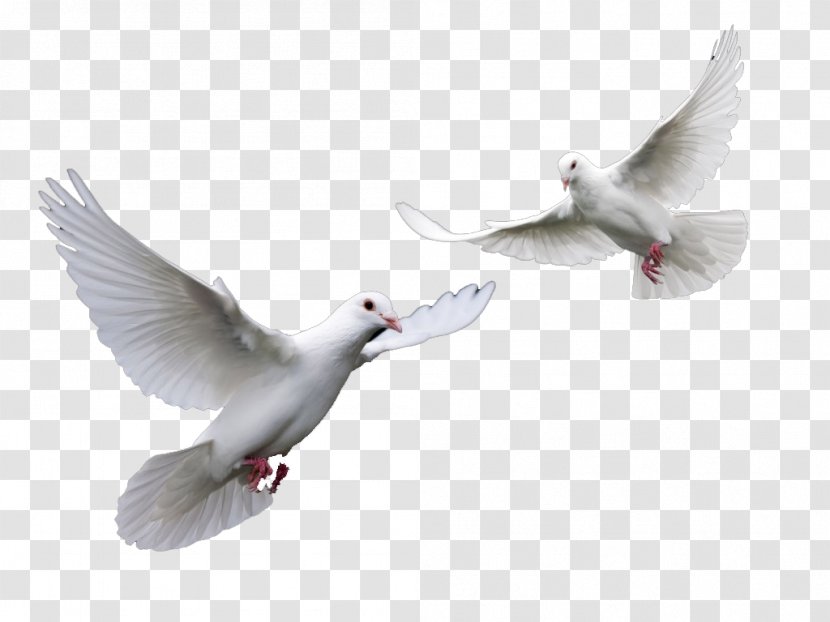 Bird Columbidae Domestic Pigeon - Doves Wedding Transparent PNG