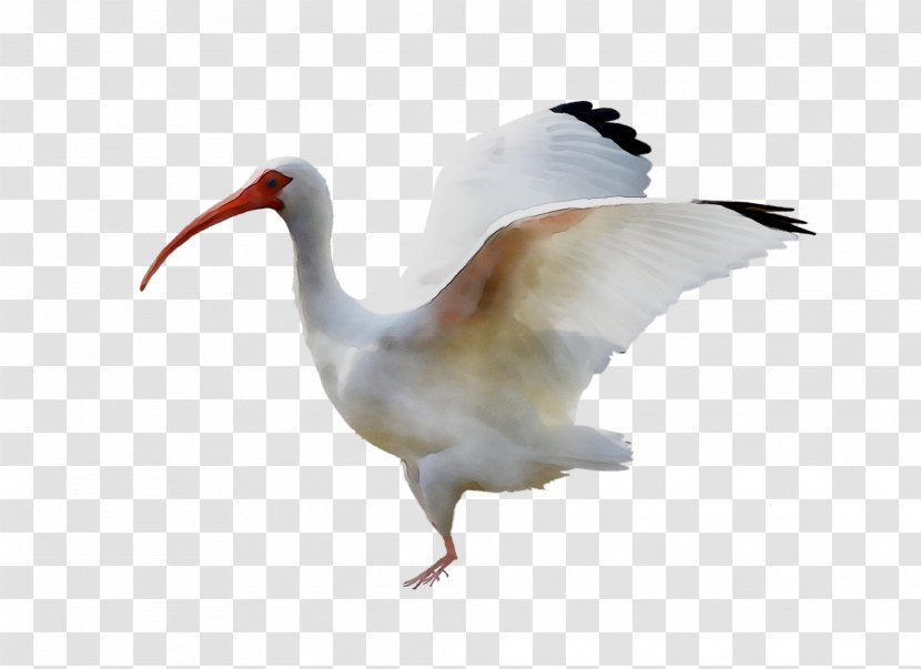 Ibis Water Bird Beak Neck - Cranelike Transparent PNG