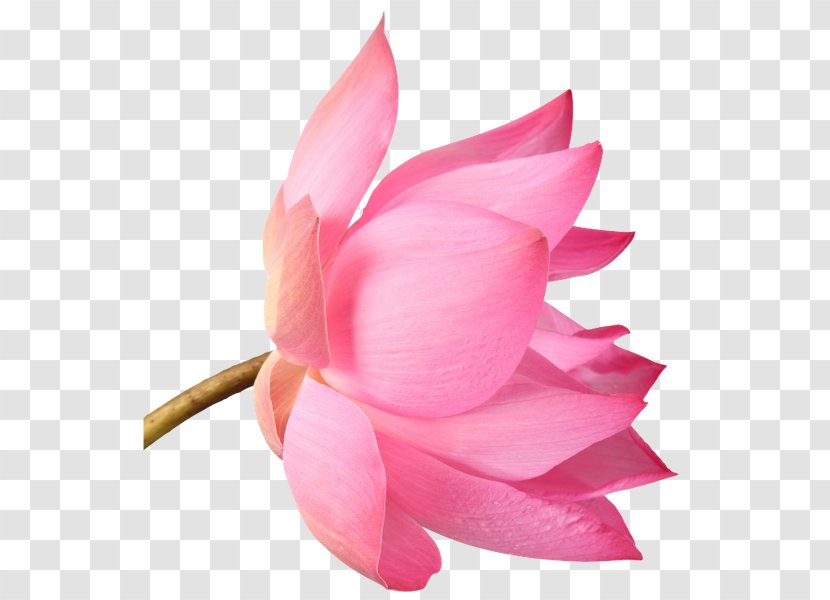 The Lotus Project: Art Of Being A Woman Beautician Skin Cosmetics Beauty - Plant - Parlour Transparent PNG