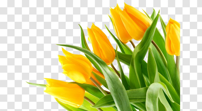 Black Tulip Yellow Flower Bouquet - Lily Family Transparent PNG