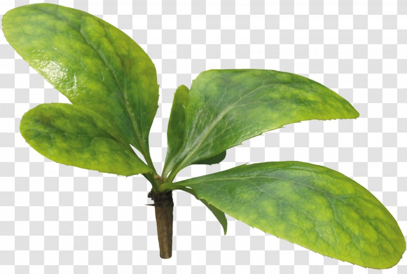 Leaf Plant Stem Herb Tree - Leafs Transparent PNG