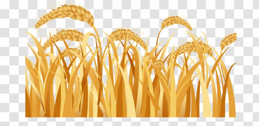 Emmer Ear Harvest Rice - Crop - Wheat Transparent PNG