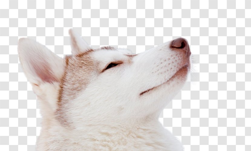 Siberian Husky Whiskers Puppy Dog Breed - Cat Like Mammal Transparent PNG