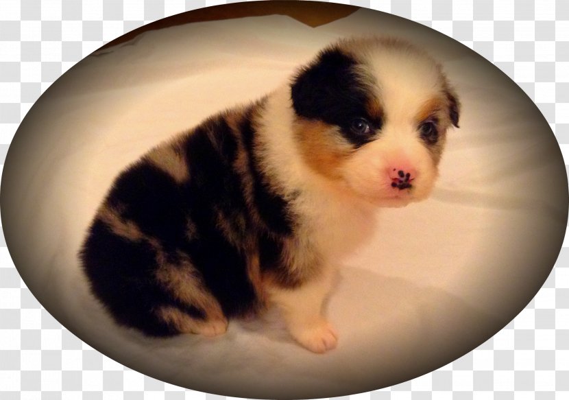 Australian Shepherd Dog Breed Miniature American Puppy German - Like Mammal Transparent PNG