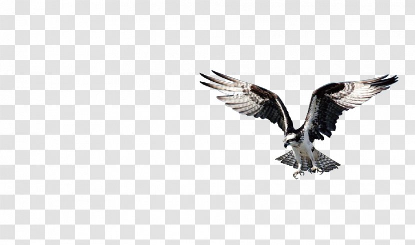Bird Of Prey Bald Eagle Beak - Animal - Wings Transparent PNG
