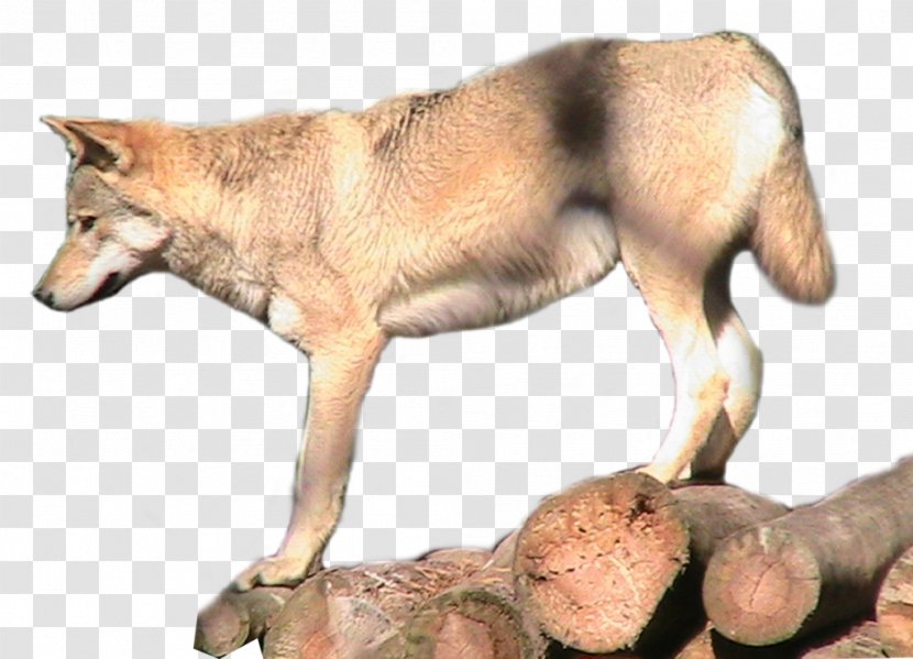 Saarloos Wolfdog Arctic Wolf Coyote Animal Transparent PNG
