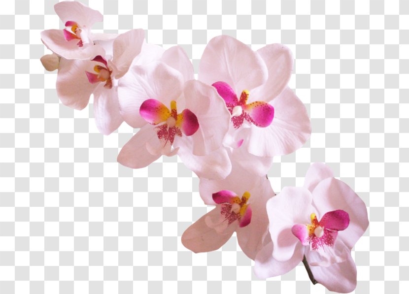 Success With Orchids Popular Clip Art - Petal Transparent PNG