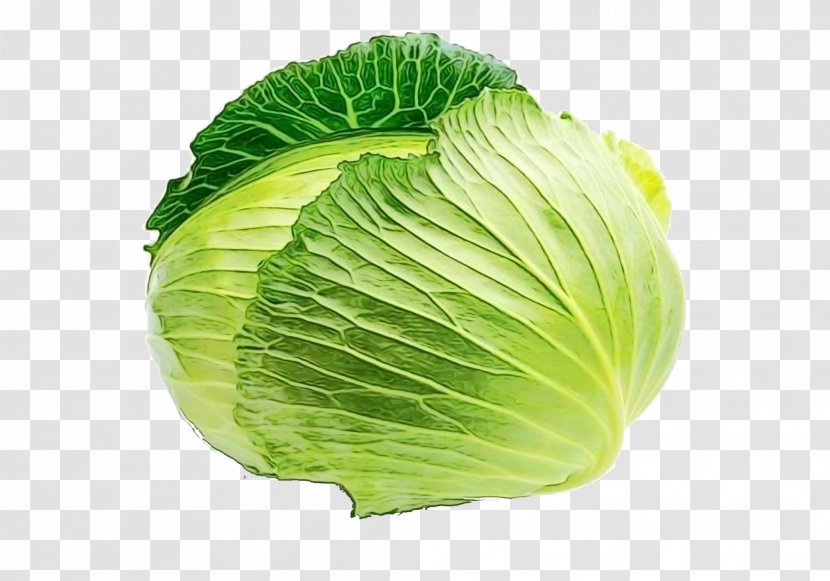Cabbage Leaf Vegetable Iceburg Lettuce Wild - Savoy Transparent PNG