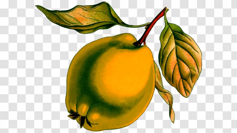 Clip Art Image Pear Quince Drawing - Still Life Photography Transparent PNG