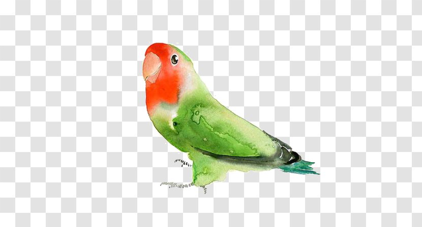 Budgerigar Lovebird Parrot Watercolor Painting - Beak - Green Transparent PNG