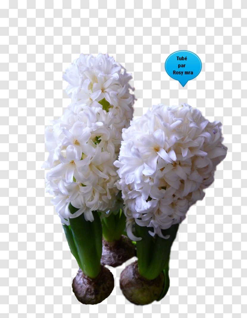 Cut Flowers Hyacinth Bulb Plant - Jacinth Transparent PNG
