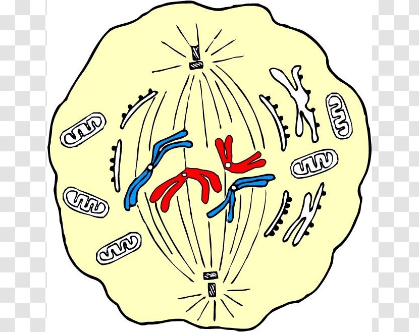 Mitosis Cell Metaphase Meiosis Centrosome - Silhouette - Flower Transparent PNG