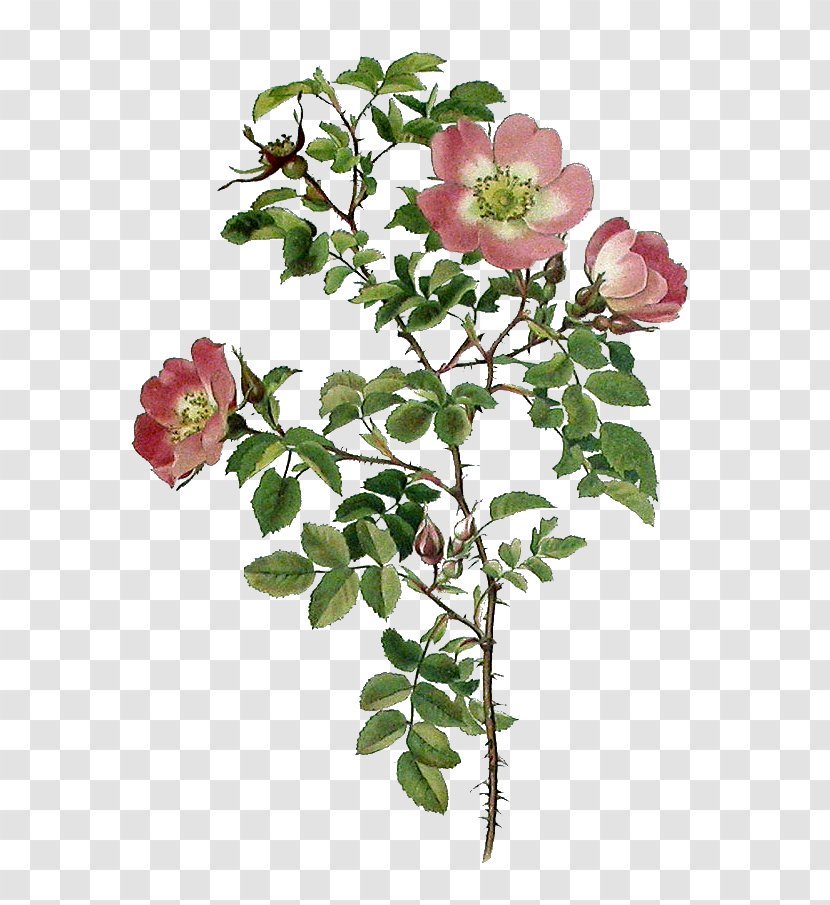 Garden Roses Cabbage Rose Burnet Sweet-Brier Floribunda - Flower Arranging Transparent PNG