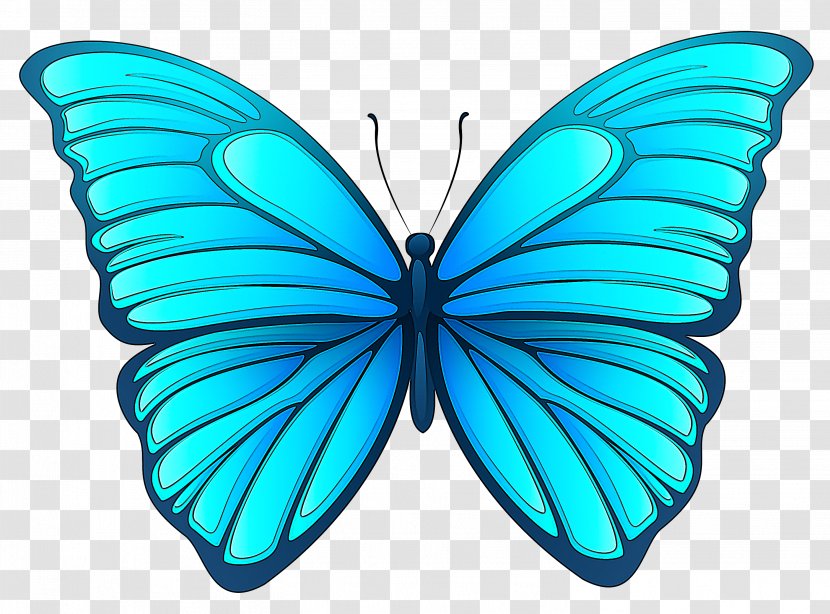 Moths And Butterflies Butterfly Insect Blue Turquoise - Azure - Pollinator Transparent PNG