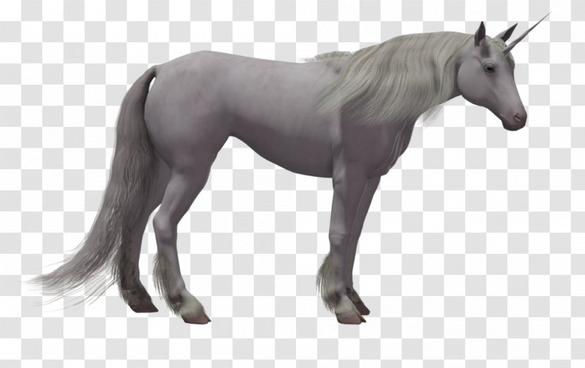 Horse Stallion Colt Pony Foal - Pack Animal - Unicorn Background Transparent PNG