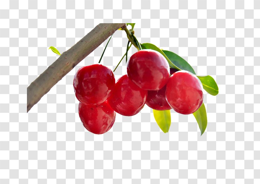Cherry Berry Fruit - Food Transparent PNG