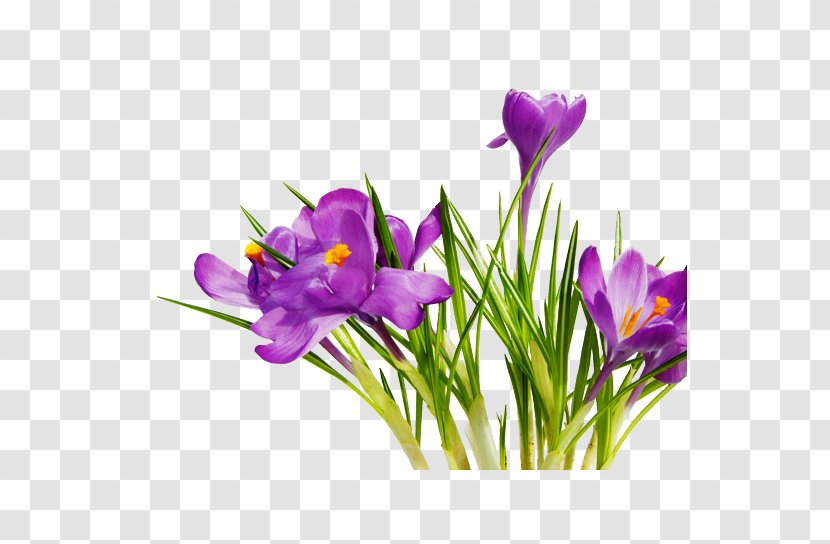 Flower Bouquet Clip Art - Floral Design - Purple Transparent PNG