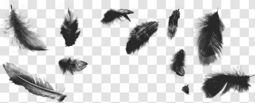 Feather Brush Bird Illustrator - Tail Transparent PNG