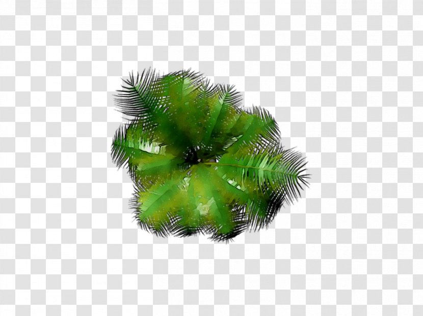 Tree - Green Transparent PNG