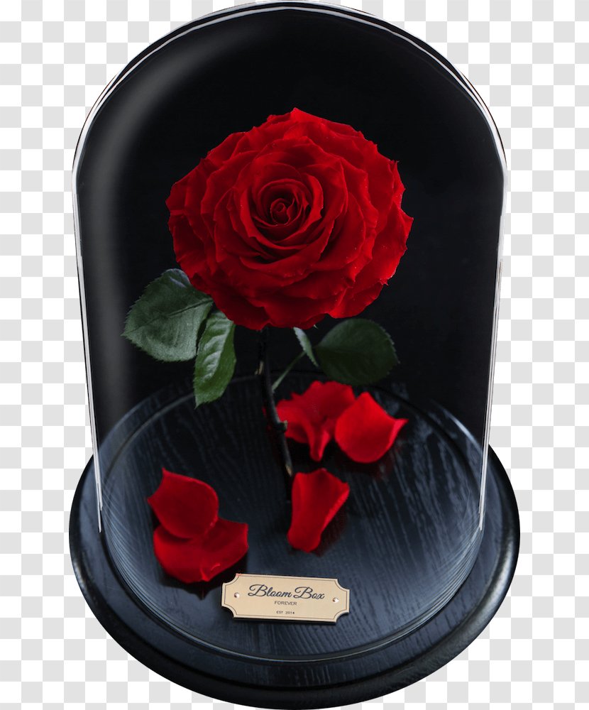 Garden Roses Cut Flowers Petal - Rose Transparent PNG