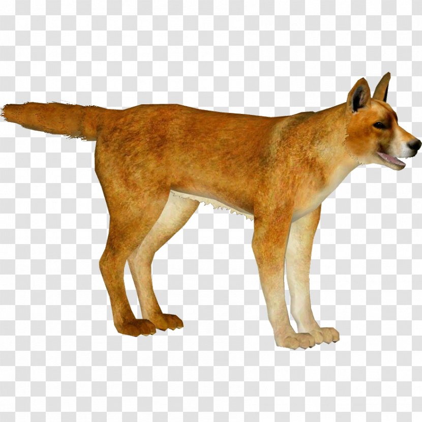 Singing Cartoon - Coyote - Tail Red Fox Transparent PNG