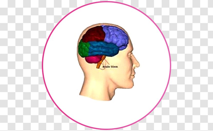 Lobes Of The Brain Frontal Lobe Injury Occipital - Flower Transparent PNG