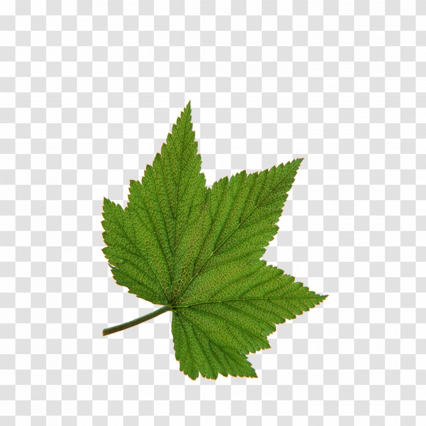Leaf Green Tree Red - Bladnerv - Maple Transparent PNG