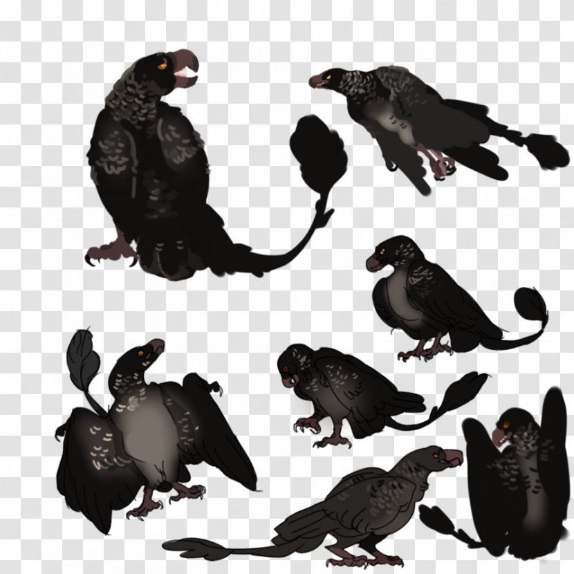 Beak Fauna Galliformes Wildlife Crow - Organism - Kame Transparent PNG