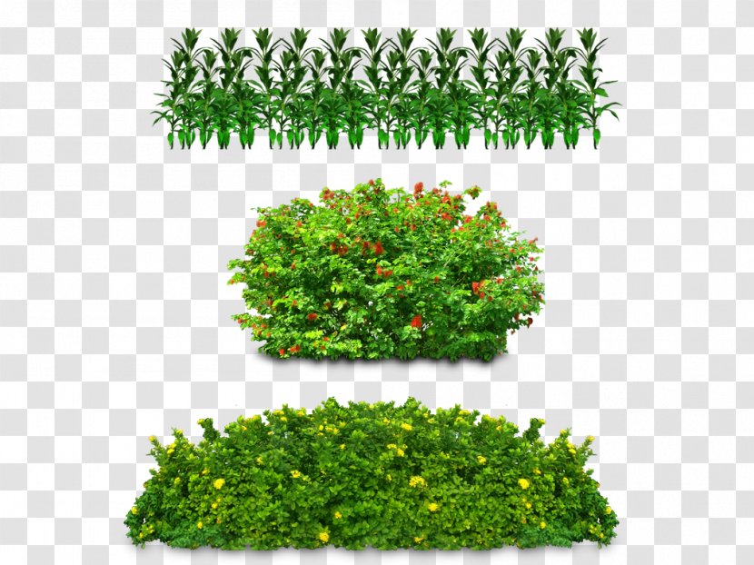 Tree Graphic Arts Clip Art - Herb Transparent PNG