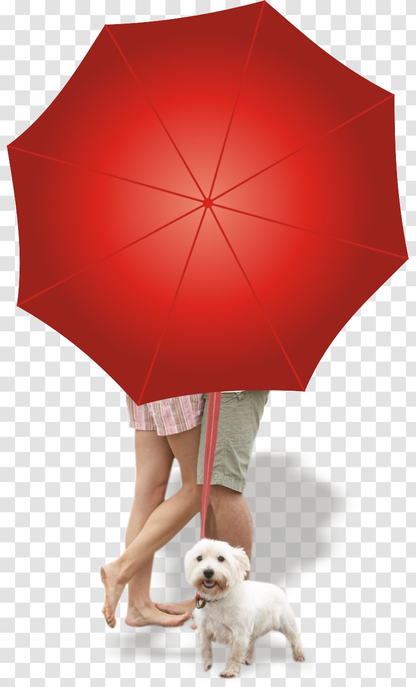 Umbrella Red - Designer - Open Transparent PNG