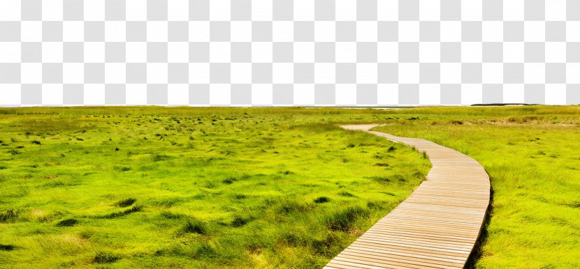 Landscape Photography Painting Landscaping - Lawn - Road Between The Meadow Transparent PNG