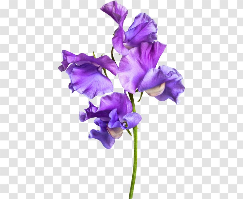 Sweet Pea Purple Cut Flowers - Rose Transparent PNG