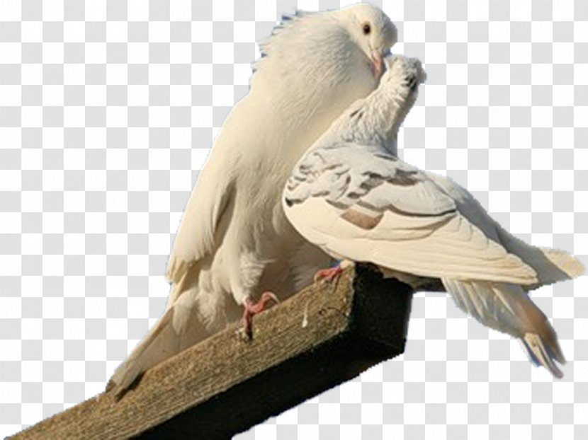 Bird Of Prey Columbidae Beak Typical Pigeons Transparent PNG