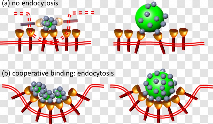 Cell Organism Nanoparticle Phagocytosis Endocytosis - Confocal Microscopy - Adsorption Background Transparent PNG