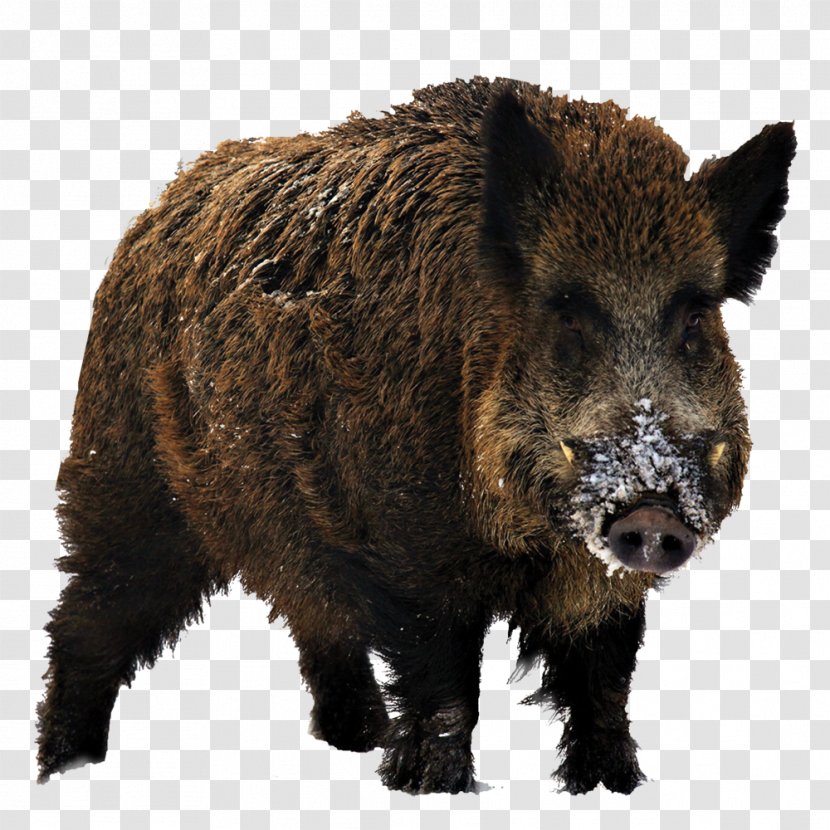 Wild Boar Red Deer Hunting Big-game - Pig Like Mammal Transparent PNG